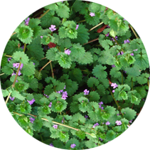 Ground Ivy