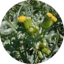 Groundsel