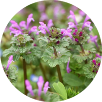 Henbit