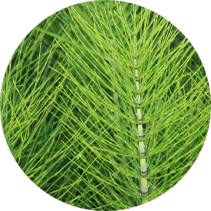 Horsetail