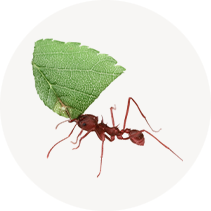 Leaf Cutter Ants