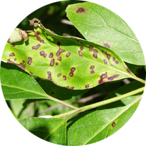 Leaf Spot