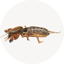 Mole Crickets