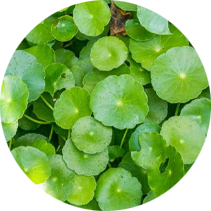 Pennywort