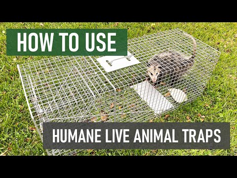 Solutions Humane Live Animal Trap