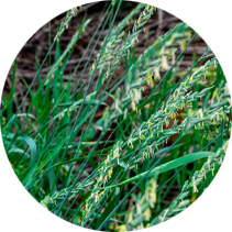 Quackgrass