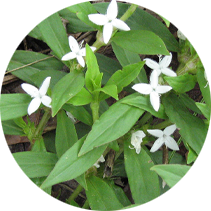 Virginia Buttonweed