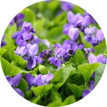 Wild Violet