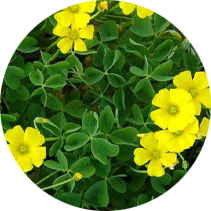 Yellow Woodsorrel